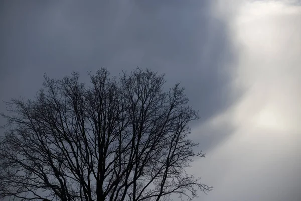 Oak Tree Light Heavy Hail Storm Clouds Dwingelderveld Netherland — Stock Photo, Image