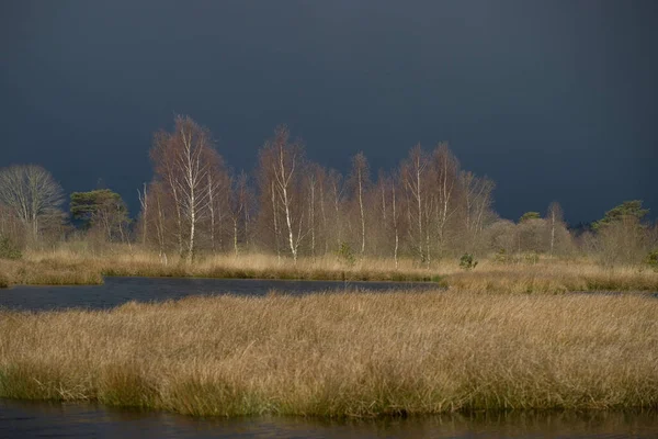 Hollanda Dwingelderveld Yoğun Fırtına Bulutlarıyla Aydınlık Huş Ağaçları — Stok fotoğraf