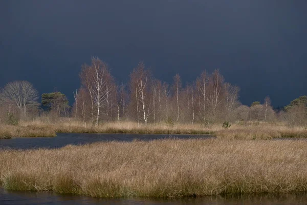 Brzozy Świetle Chmurami Burzy Gradowej Dwingelderveld Holandia — Zdjęcie stockowe