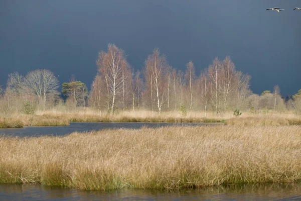 Abedules Luz Con Fuertes Nubes Granizo Dwingelderveld Países Bajos — Foto de Stock