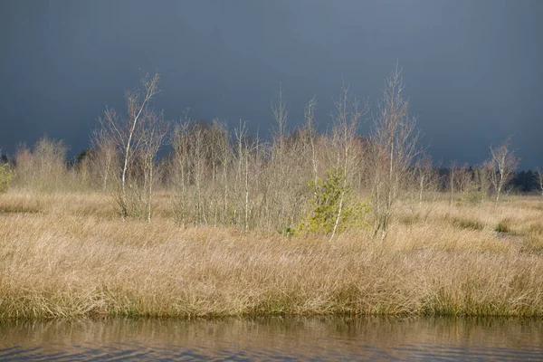 Vidoeiros Luz Com Fortes Nuvens Granizo Dwingelderveld Países Baixos — Fotografia de Stock