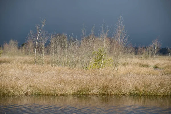 Birches Light Heavy Hail Storm Clouds Dwingelderveld Netherland — Stock Photo, Image