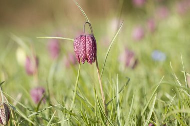 Hollanda, Zuiderpark 'ta çiçek açan sürtünme