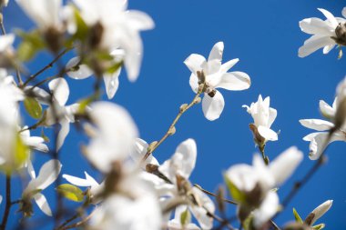 Hollanda, Zuiderpark 'taki Castor ağacı.
