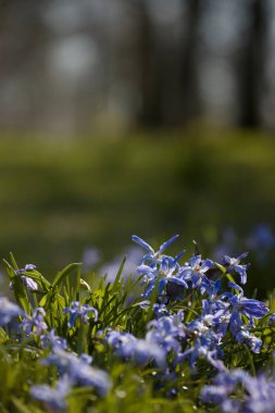 Zuiderpark, Hollanda 'daki Kafkasya papağanı.