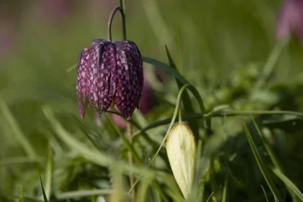 Blühende Fritillaria Zuiderpark Niederlande — Stockfoto