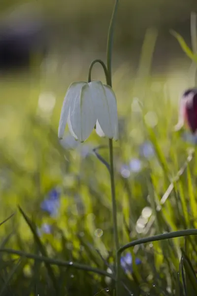 Hollanda Zuiderpark Çiçek Açan Sürtünme — Stok fotoğraf