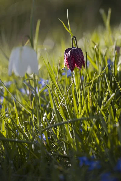 Virágzó Fritillary Zuiderparkban Hollandiában — Stock Fotó