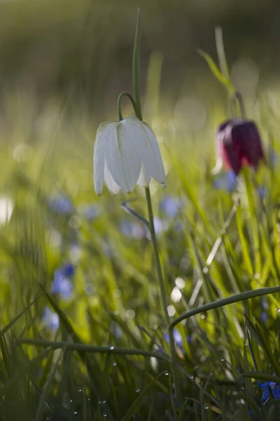 Virágzó Fritillary Zuiderparkban Hollandiában — Stock Fotó