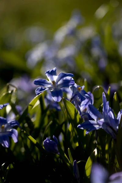 Star Hyacinth Zuiderpark Netherland — Stock Photo, Image