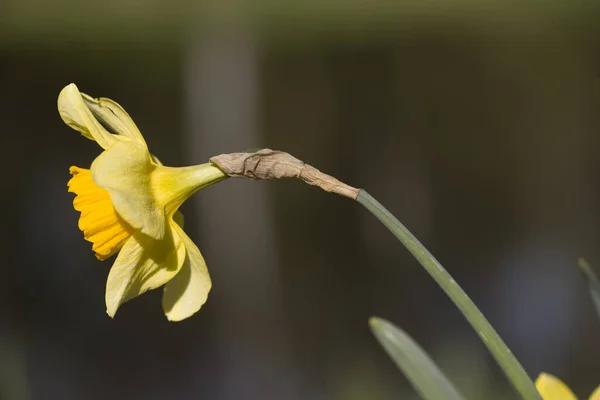 Жовті Нарциси Zuiderpark Нідерланди — стокове фото