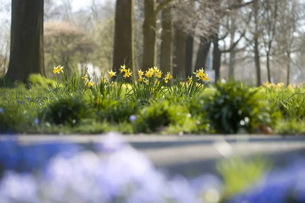 Yellow Daffodils Zuiderpark Netherland — Stock Photo, Image
