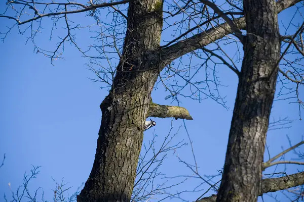 Великий Плямистий Дятел Дереві Зейдерпарк Нідерланди — стокове фото
