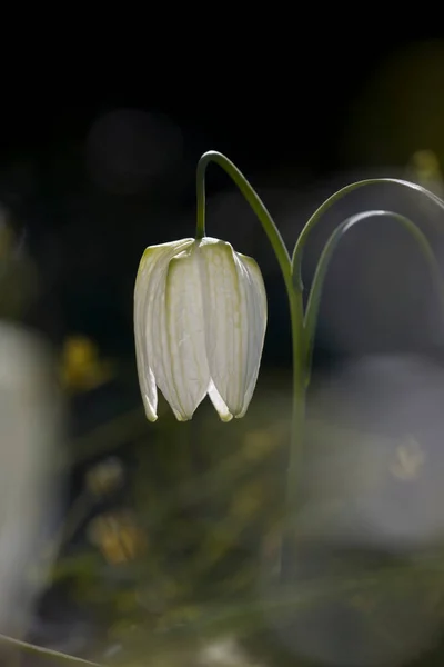 Hollanda Zuiderpark Çiçek Açan Sürtünme — Stok fotoğraf
