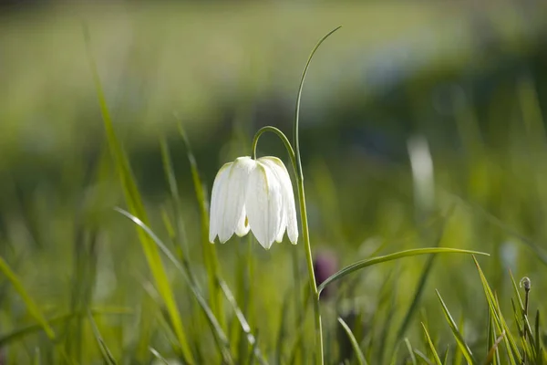 Virágzó Fritillary Zuiderparkban Hollandiában — Stock Fotó