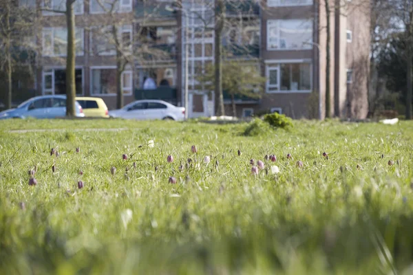 Hoogeveen April 2023 Bloeiend Fritillair Het Zuiderpark — Stockfoto