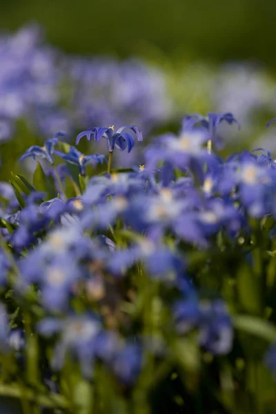 Hyacinth Estrela Zuiderpark Países Baixos — Fotografia de Stock