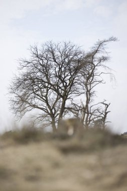 Ulusal Hoge de Veluwe Parkı - 17 Nisan 2023: Oak Ulusal Park de Hoge Veluwe, Hollanda