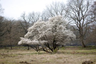 Hollanda 'daki Hoge Veluwe Ulusal Parkı' nda çiçek açan frenk üzümü ağacı