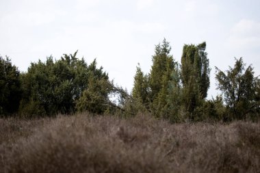 Ulusal Hoge de Veluwe Parkı - 17 Nisan 2023: Ulusal Park de Hoge Veluwe, Hollanda