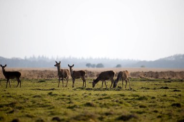 Hollanda 'daki De Hoge Veluwe Ulusal Parkı' ndaki çim tarlasında ipuçları