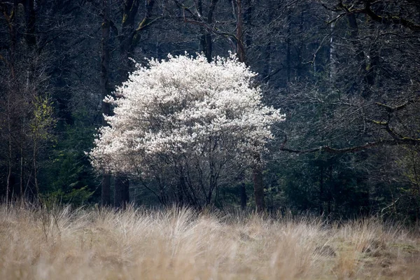 Hollanda Daki Hoge Veluwe Ulusal Parkı Nda Çiçek Açan Frenk — Stok fotoğraf