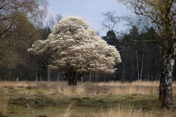 Bloeiende Bessenboom Nationaal Park Hoge Veluwe — Stockfoto