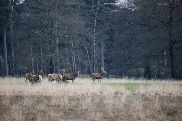 Αγέλη Κόκκινου Ελαφιού Στο Εθνικό Πάρκο Hoge Veluwe Ολλανδία — Φωτογραφία Αρχείου