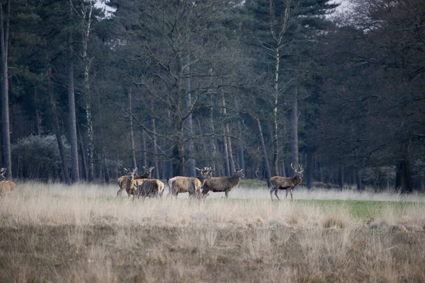 Hjord Kronhjort Nationalparken Hoge Veluwe Nederländerna — Stockfoto