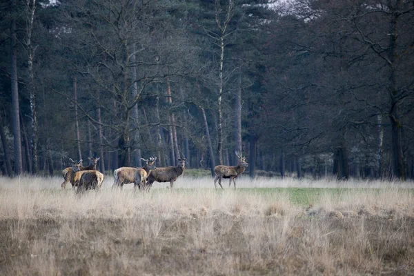 Stádo Jelenů Červených Národním Parku Hoge Veluwe Nizozemsko — Stock fotografie
