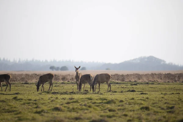 Hinds Grass Field National Park Hoge Veluwe Países Baixos — Fotografia de Stock
