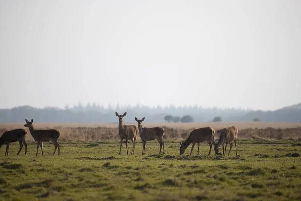 Hinds Grass Field National Park Hoge Veluwe Ολλανδία — Φωτογραφία Αρχείου