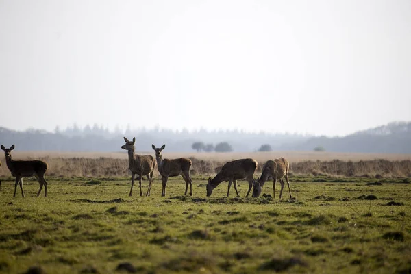 Hinds Grass Field National Park Hoge Veluwe Países Baixos — Fotografia de Stock