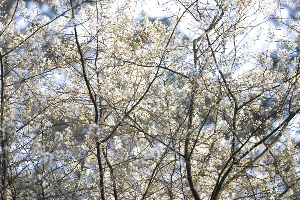 Flowering Currant Tree Hoge Veluwe National Park Netherland — Stock Photo, Image