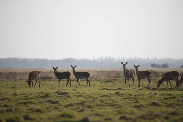 Hinds Grass Field National Park Hoge Veluwe Ολλανδία — Φωτογραφία Αρχείου