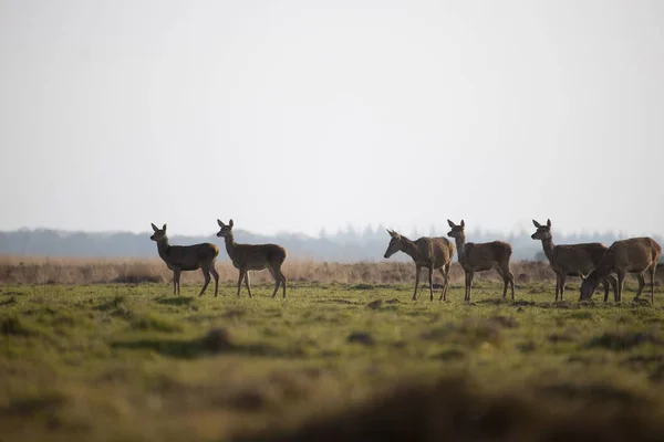 Hinds Grass Field National Park Hoge Veluwe Hollandia — Stock Fotó