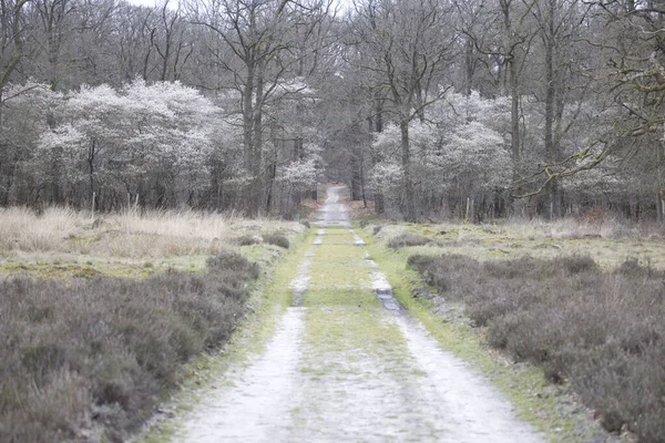Цветущие Смородиновые Деревья Национальном Парке Хоге Велюве Нидерланды — стоковое фото