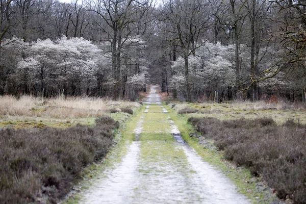 Blommande Vinbärsträd Hoge Veluwe Nationalpark Nederländerna — Stockfoto