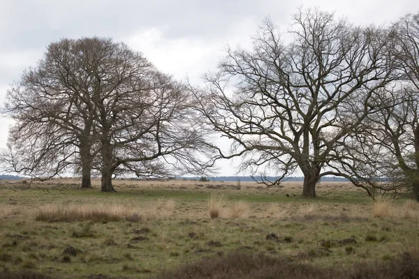 Träd Hoge Veluwe Nationalpark Nederländerna — Stockfoto