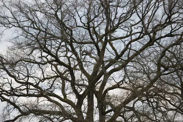 Tammipuu Hoge Veluwen Kansallispuistossa Alankomaat — kuvapankkivalokuva