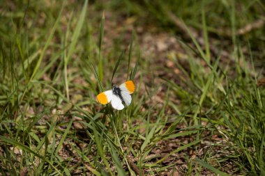 Boswachterij Ruinen, Hollanda 'da turuncu uçlu