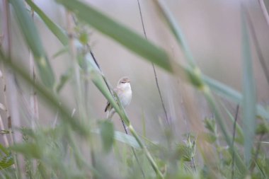 Oude Kene 'deki Wood Warbler Hoogeveen, Hollanda