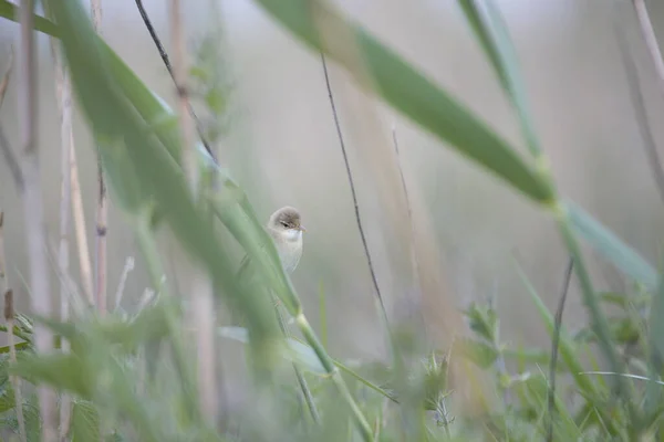 位于荷兰霍格文的奥德基内的木莺 — 图库照片