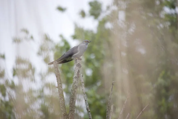 Cuckoo Sitting Treetop Oude Kene Hoogeveen Netherland — Stock Photo, Image