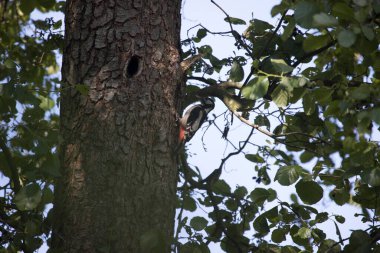 Hollanda Hoogveen 'deki karga ormanının kıyısındaki ağaçkakan yuvası