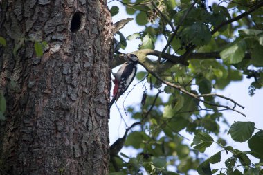 Hollanda Hoogveen 'deki karga ormanının kıyısındaki ağaçkakan yuvası