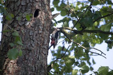 Hollanda Hoogveen 'deki karga ormanının kıyısındaki ağaçkakan yuvası