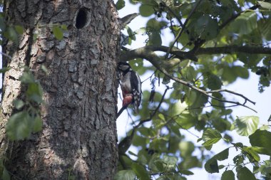 Hollanda Hoogveen 'deki karga ormanının kıyısındaki ağaçkakan yuvası
