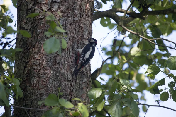 Woodpecker Ninho Borda Floresta Corvo Hoogveen Países Baixos — Fotografia de Stock