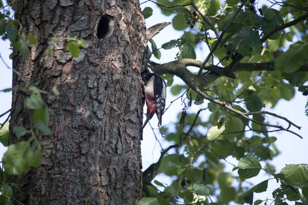 Woodpecker Nest Edge Crow Forest Hoogveen Netherland — Stock Photo, Image